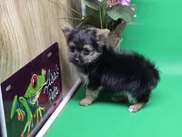 Hayley's F, a female Morkie for sale in Vinemont, AL – Photo 2 of 4