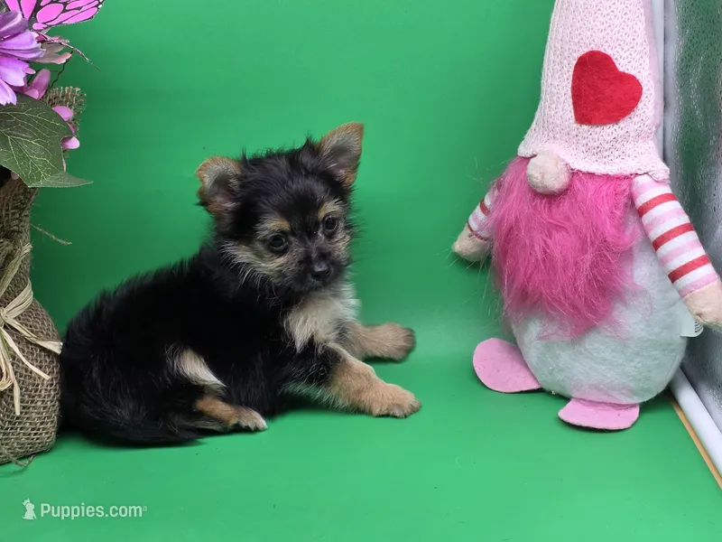 Hayley's F – Morkie puppy for sale in Vinemont, AL