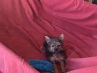 Hayley's F, a female Morkie for sale in Vinemont, AL – 4 of 8