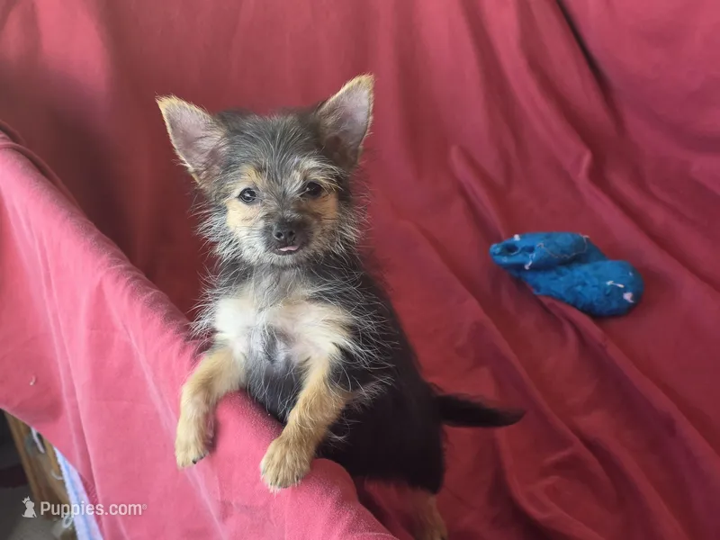 Hayley's F – Morkie puppy for sale in Vinemont, AL