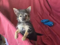 Hayley's F, a female Morkie for sale in Vinemont, AL – 1 of 8