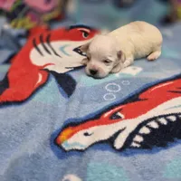 Babygirl F B, a female Maltipoo for sale in Vinemont, AL – 2 of 4