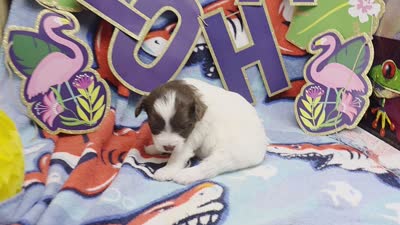 Dahlia F B, a female Pomapoo for sale in Vinemont, AL – 5 of 5