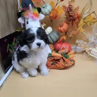 Brazil F A, a female Maltipoo for sale in Vinemont, AL – 1 of 4