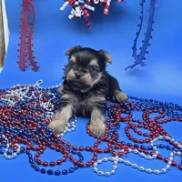 Zoey M, a male Yorkshire Terrier for sale in Vinemont, AL – 1 of 6