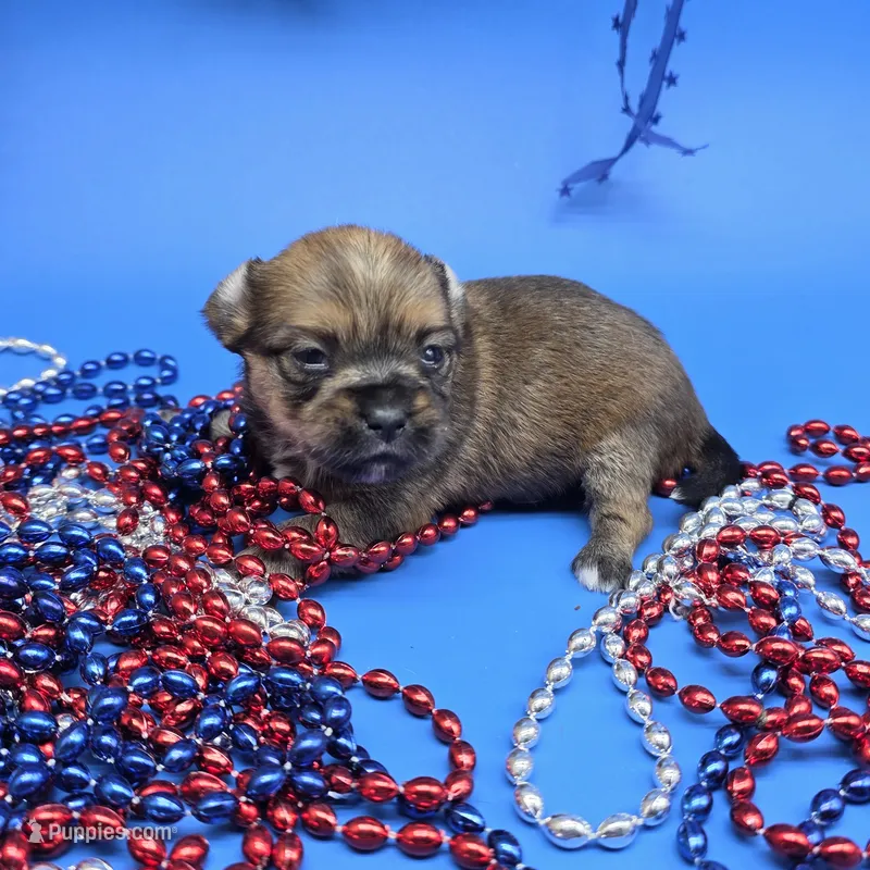 Capri M B – Papillon, Yorkshire Terrier puppy for sale in Vinemont, AL