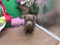 Caycee's FB, a female Havanese and Pomeranian for sale in Vinemont, AL – Photo 3 of 4