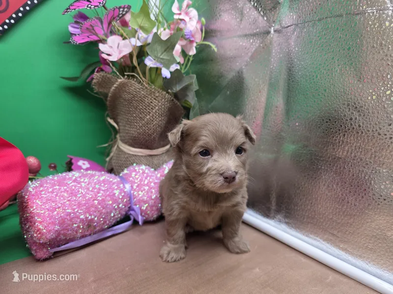 Caycee's FB – Havanese, Pomeranian puppy for sale in Vinemont, AL