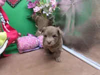 Caycee's FB, a female Havanese and Pomeranian for sale in Vinemont, AL – Photo 2 of 4