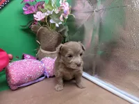 Caycee's FB, a female Havanese and Pomeranian for sale in Vinemont, AL – Photo 4 of 4