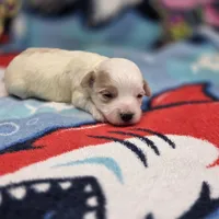 Babygirl F B, a female Maltipoo for sale in Vinemont, AL – 4 of 4