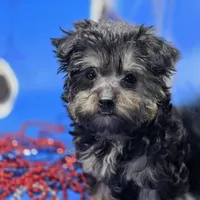 France's M, a male Yorkipoo for sale in Vinemont, AL – 3 of 4