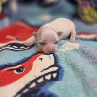 Kahlua's M, a male Chihuahua for sale in Vinemont, AL – 2 of 4