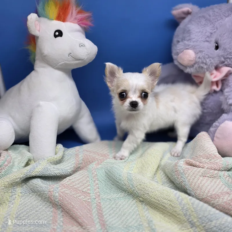 Kahlua's F B – Chihuahua puppy for sale in Vinemont, AL
