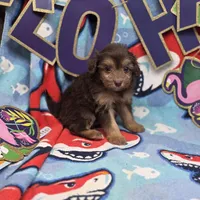 Amaryllis M B, a male Pomapoo for sale in Vinemont, AL – 2 of 4