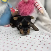 Luna F B, a female Yorkshire Terrier for sale in Vinemont, AL – 3 of 4