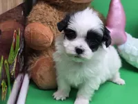 Puddins F A, a female Maltipoo for sale in Vinemont, AL – Photo 1 of 4