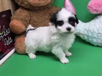 Puddins F A, a female Maltipoo for sale in Vinemont, AL – Photo 2 of 4