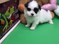 Puddins F A, a female Maltipoo for sale in Vinemont, AL – Photo 4 of 4