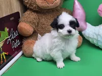 Puddins F A, a female Maltipoo for sale in Vinemont, AL – Photo 3 of 4
