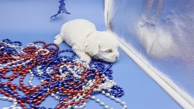 Harpie M A, a male Havanese for sale in Vinemont, AL – 5 of 5