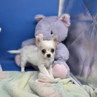 Kahlua's F B, a female Chihuahua for sale in Vinemont, AL – 2 of 8