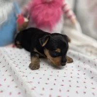 Luna F A, a female Yorkshire Terrier for sale in Vinemont, AL – 2 of 4