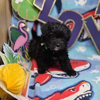 MiLu M B, a male Yorkipoo for sale in Vinemont, AL – 3 of 4