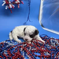 Harpie M D, a male Havanese for sale in Vinemont, AL – 3 of 4