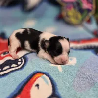 Cotton Candy's F, a female Maltese and Papillon for sale in Vinemont, AL – 4 of 4