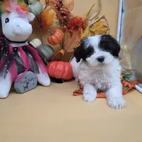 Brazil M A, a male Maltipoo for sale in Vinemont, AL – 1 of 4
