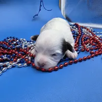 Sawdust F A, a female Havanese for sale in Vinemont, AL – 4 of 5