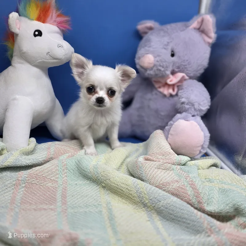 Kahlua's F A – Chihuahua puppy for sale in Vinemont, AL