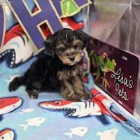 MiLu M D, a male Yorkipoo for sale in Vinemont, AL – 2 of 4