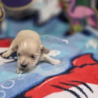 Babygirl F C, a female Maltipoo for sale in Vinemont, AL – 3 of 4