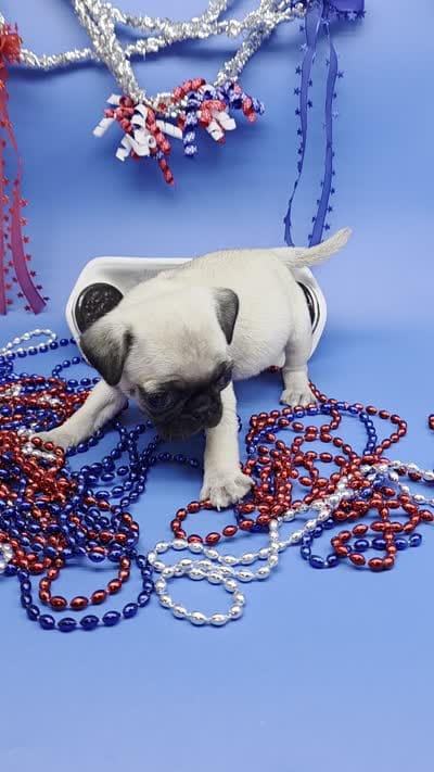 Ting Tang F B, a female Pug for sale in Vinemont, AL – 5 of 5