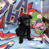 MiLu M C, a male Yorkipoo for sale in Vinemont, AL – 4 of 4