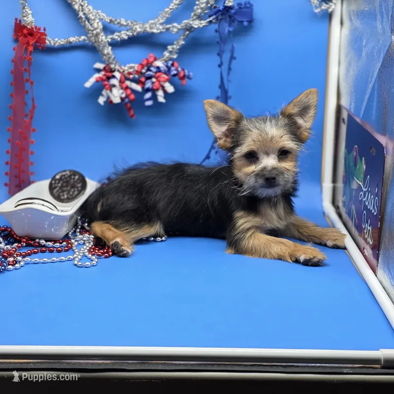 Hayley's F – Morkie puppy for sale in Vinemont, AL