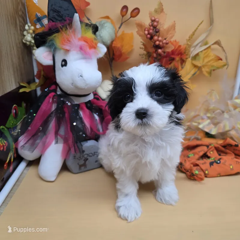 Brazils F C – Maltipoo puppy for sale in Vinemont, AL