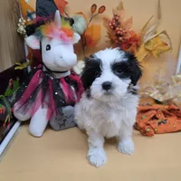 Brazils F C, a female Maltipoo for sale in Vinemont, AL – 1 of 4