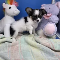 Cotton Candy's M, a male Maltese and Papillon for sale in Vinemont, AL – 3 of 8