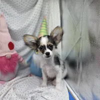Cotton Candy's M, a male Maltese and Papillon for sale in Vinemont, AL – 4 of 7