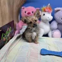 Capri M B, a male Papillon and Yorkshire Terrier for sale in Vinemont, AL – 4 of 4