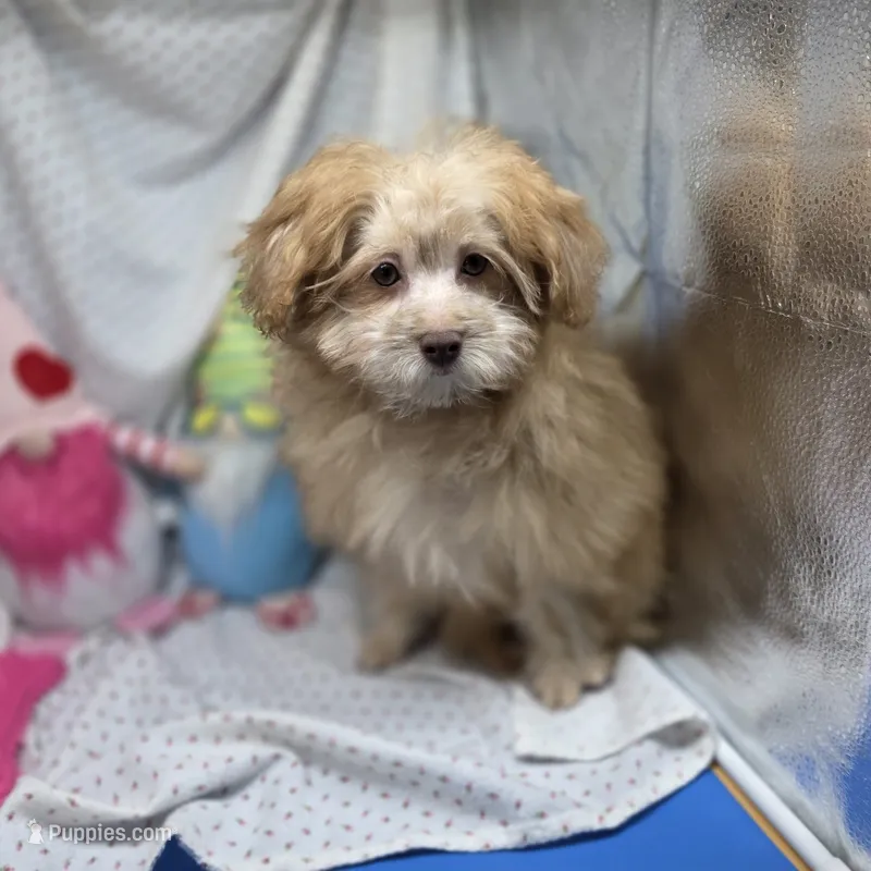Dahlia F A – Pomapoo puppy for sale in Vinemont, AL