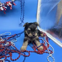 Zoey M, a male Yorkshire Terrier for sale in Vinemont, AL – 3 of 6