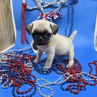 Ting Tang F B, a female Pug for sale in Vinemont, AL – 1 of 5