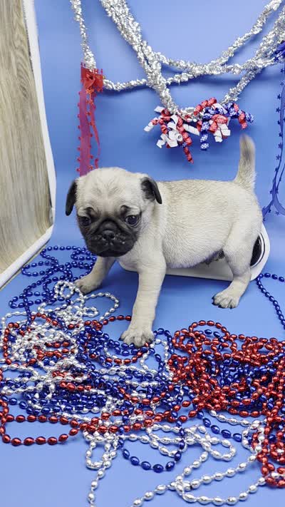 Ting Tang M A, a male Pug for sale in Vinemont, AL – 5 of 5
