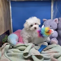 Harpie M A, a male Havanese for sale in Vinemont, AL – 4 of 4