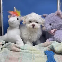 Harpie M C, a male Havanese for sale in Vinemont, AL – 2 of 4