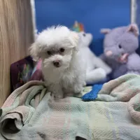 Harpie M A, a male Havanese for sale in Vinemont, AL – 3 of 4